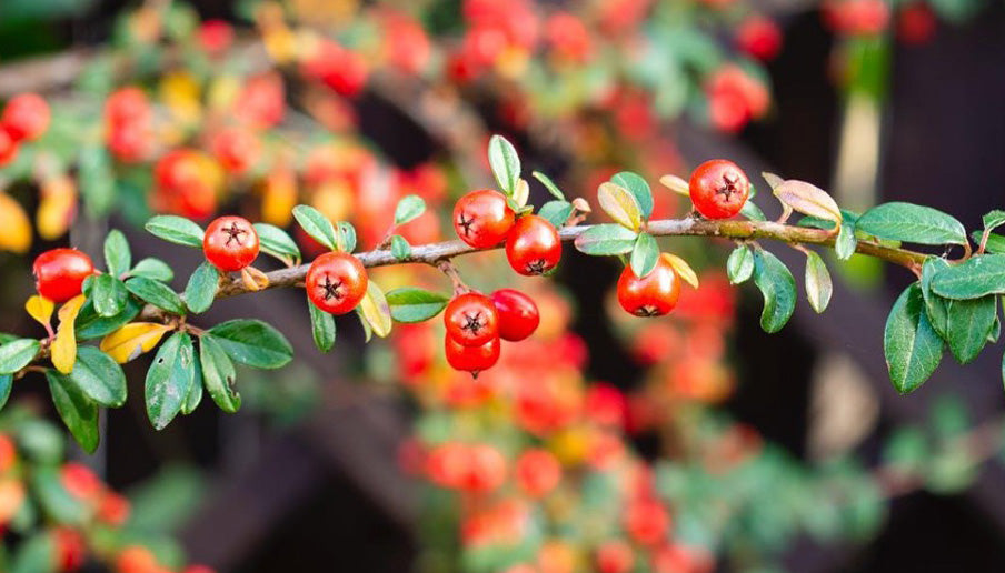 Everything You Need to Know About Alpha Arbutin