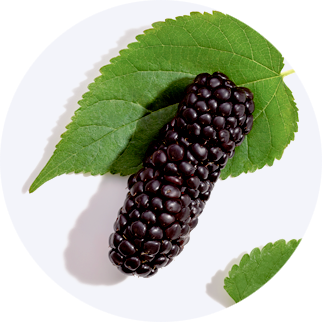 Close up of Mulberry Extract