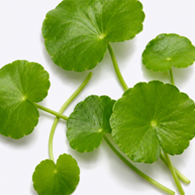 Close up of Centella Asiatica