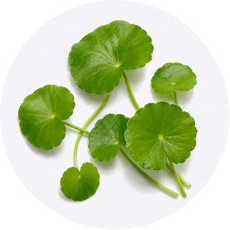 Close up of Centella Asiatica