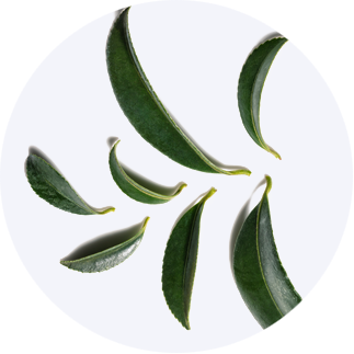 Close up of Green Tea