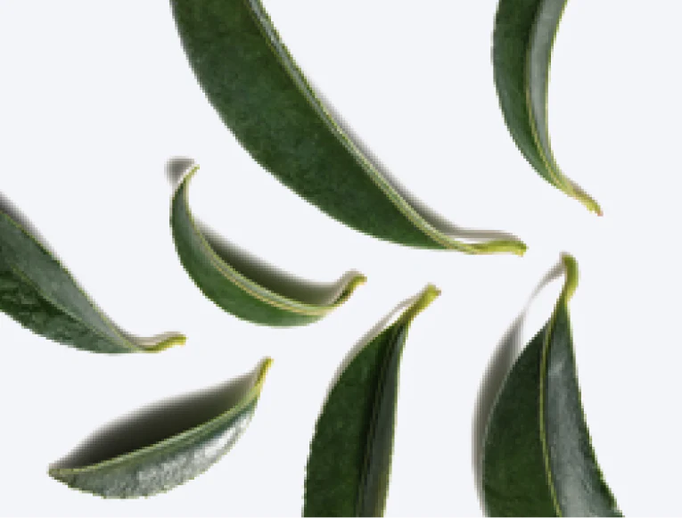 Close up of Green Tea