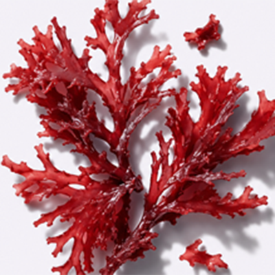 Close up of Red Algae Extract