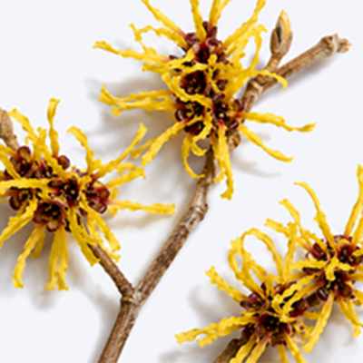 Close up of Witch Hazel