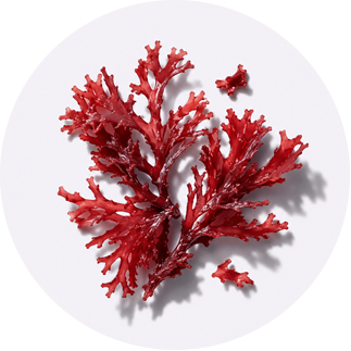 Close up of Red Algae Extract