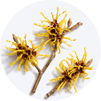 Close up of Witch Hazel