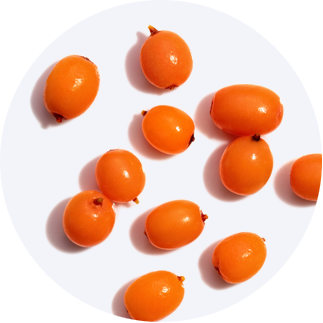 Close up of Sea Buckthorn Fruit