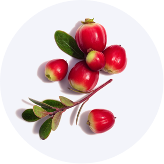 Close up of Bearberry Extract
