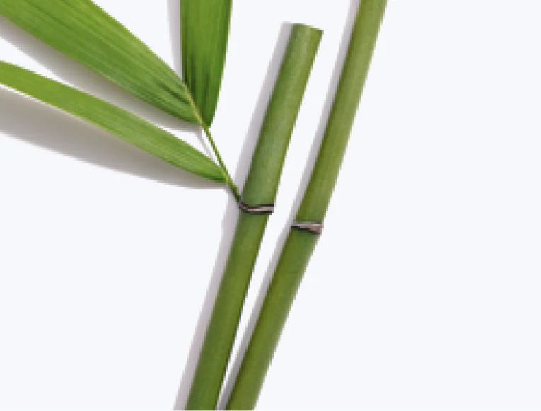Close up of Bamboo Extract