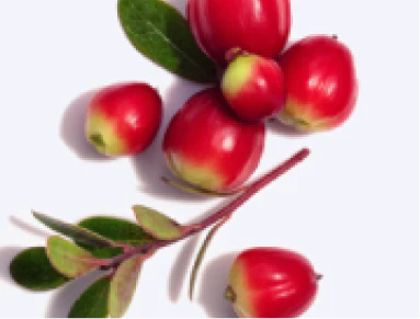 Close up of Bearberry Extract