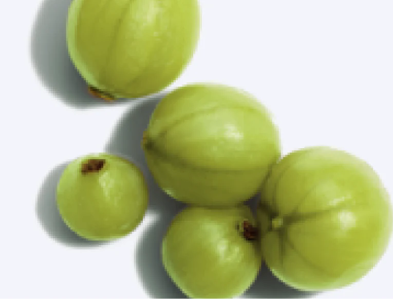 Close up of Emblica Fruit Extract
