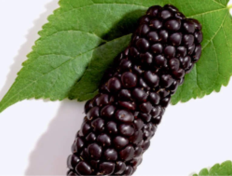Close up of Mulberry Extract