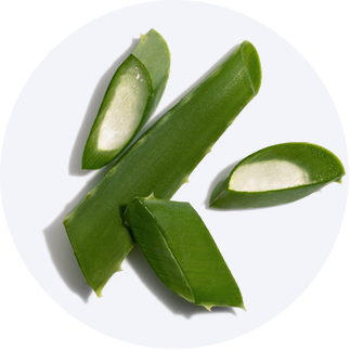 Close up of Aloe Vera