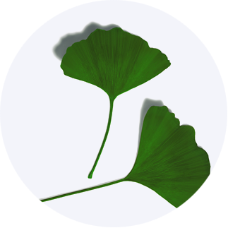 Close up of Ginkgo Biloba